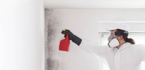 Best Bathroom Mold Remediation in Piru, CA