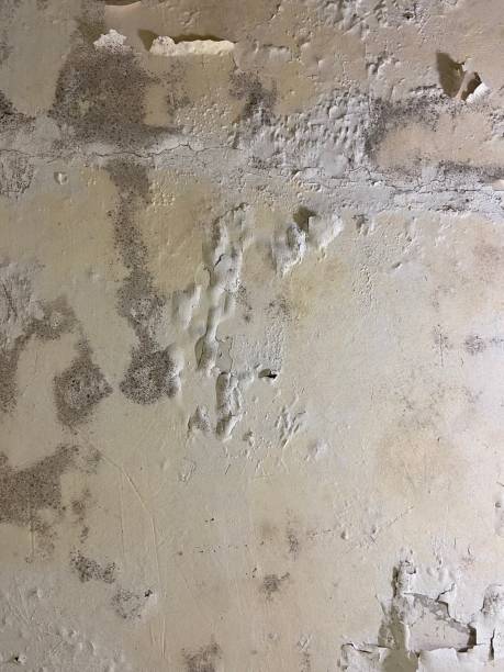 Best Attic Mold Remediation in Piru, CA